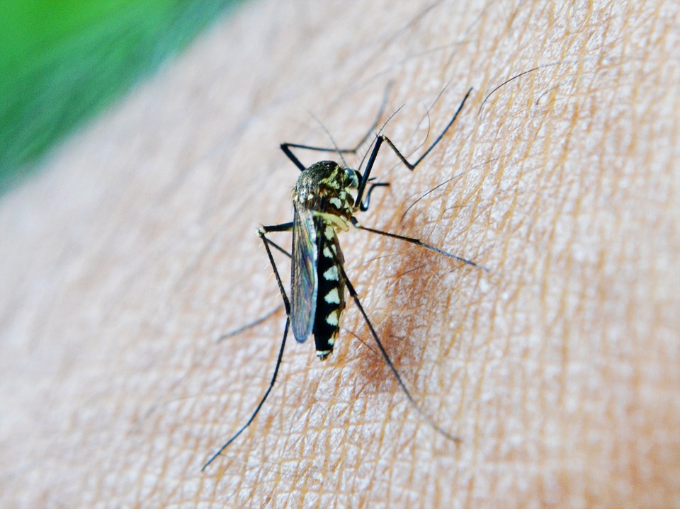 ‘Self-Sabotage’ Prevents Immune Protection Against Malaria